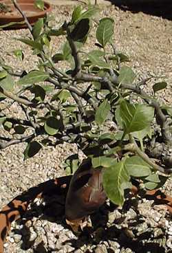 Torote Prieto (Bursera simplicifolia)