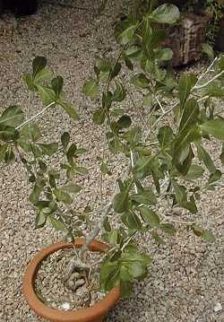 Tall Common Corkwood, Tall Firethorn Corkwood(Commiphora glandulosa)