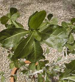 Tall Common Corkwood, Tall Firethorn Corkwood(Commiphora glandulosa)