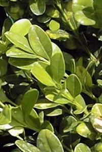 Japanese Boxwood(Buxus microphylla ssp. japonica )