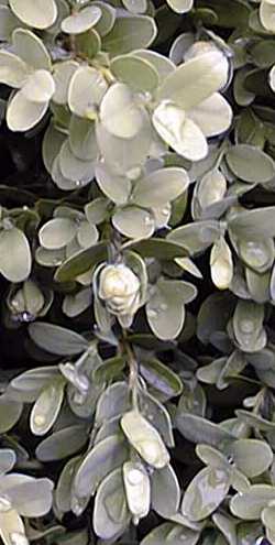 Common Boxwood, English Boxwood(Buxus sempervirens)
