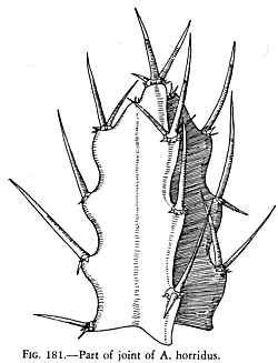 (Acanthocereus horridus)