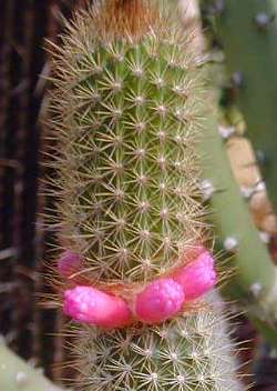 (Arrojadoa rhodantha ssp. aureispina )