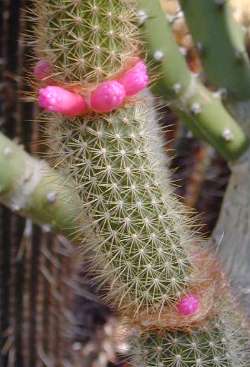 (Arrojadoa rhodantha ssp. aureispina )