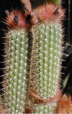 (Arrojadoa rhodantha ssp. rhodantha )