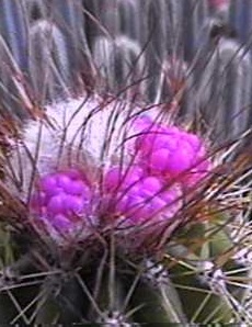 (Arrojadoa rhodantha ssp. rhodantha )