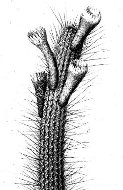 (Arthrocereus melanurus ssp. melanurus )