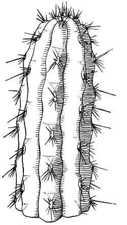 (Cleistocactus sepium)