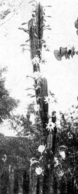Lady of the Night Cactus(Cereus hexagonus)