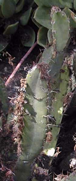 (Cereus fernambucensis)