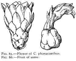 (Brasilicereus phaeacanthus)