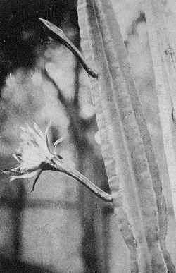 (Cereus stenogonus)