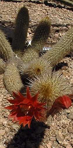 (Cleistocactus acanthurus)