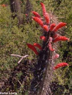 Scarlet Bugler, Firecracker Cactus(Cleistocactus baumannii)