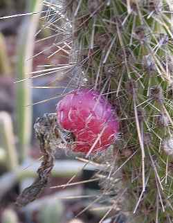 Scarlet Bugler, Firecracker Cactus(Cleistocactus baumannii)