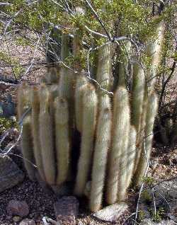 Silver Torch Cactus(Cleistocactus strausii)