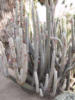 Silver Torch Cactus(Cleistocactus strausii)