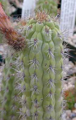 (Cleistocactus fieldianus ssp. tessellatus )