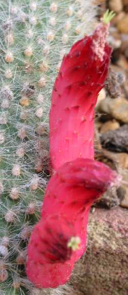 (Cleistocactus vulpis-cauda)