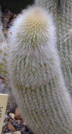 (Cleistocactus brookei)