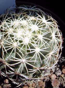 Finger Cactus, Nipple Cactus(Coryphantha sulcata)