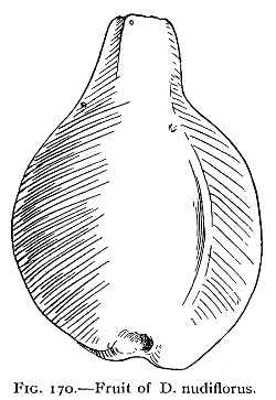 (Dendrocereus nudiflorus)