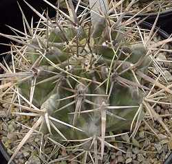 (Echinocactus platyacanthus fa. grandis)