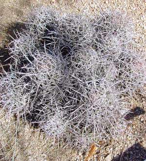 Cottontop Cactus(Echinocactus polycephalus)