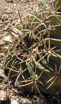 Horse Crippler, Candy Cactus(Echinocactus texensis)