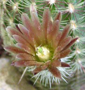 Brown-Spine Hedgehog(Echinocereus viridiflorus ssp. chloranthus )