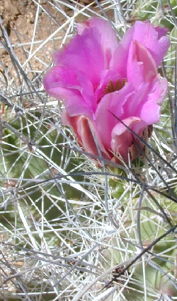 Cob Cactus(Echinocereus enneacanthus)