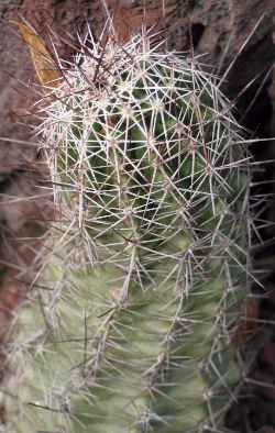 Pinkflower Hedgehog Cactus(Echinocereus fendleri)