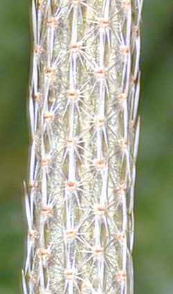 Sacasil, Zocoxochitl(Echinocereus poselgeri)