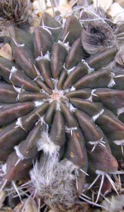 (Echinopsis ancistrophora)