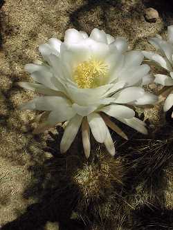 (Echinopsis candicans)