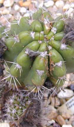 (Echinopsis cochabambensis)