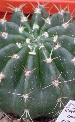 (Echinopsis coronata)