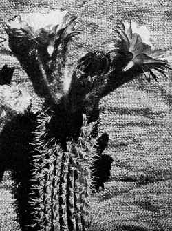 (Echinopsis lamprochlora)