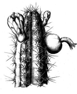 (Echinopsis macrogona)