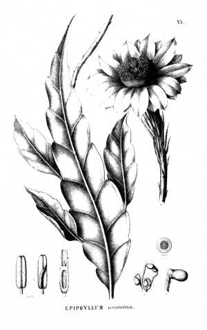 (Epiphyllum oxypetalum)