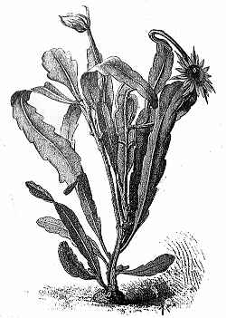 (Epiphyllum hookeri)