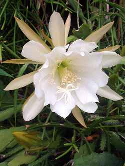 (Epiphyllum crenatum var. kimnachii )