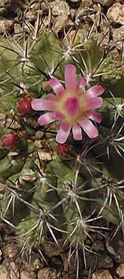 (Eriosyce subgibbosa var. castanea )