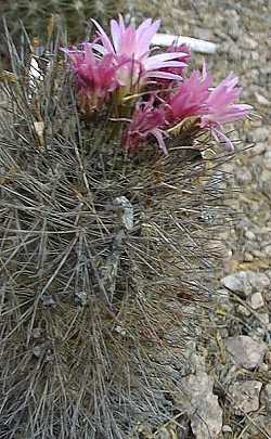 (Eriosyce subgibbosa var. litoralis )
