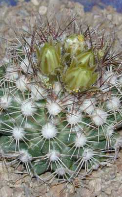 Cochise Pincushion, Robbin's Cory Cactus(Escobaria robbinsorum)