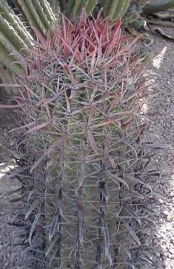 (Ferocactus gracilis ssp. coloratus )