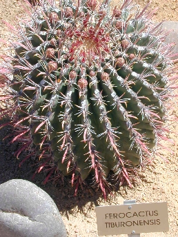 Fishhook Barrel Cactus(Ferocactus tiburonensis)