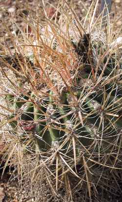 San Diego Barrel Cactus(Ferocactus viridescens)