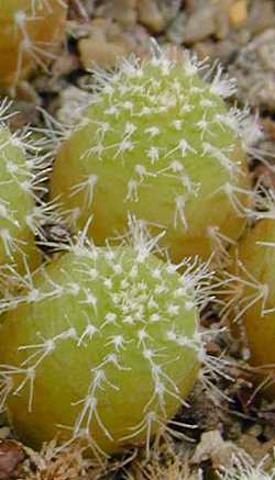 (Frailea phaeodisca)