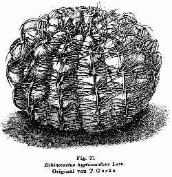 (Gymnocalycium hyptiacanthum)